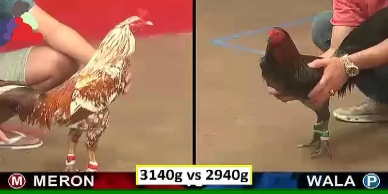 Hình thức thi đấu đá gà đa dạng