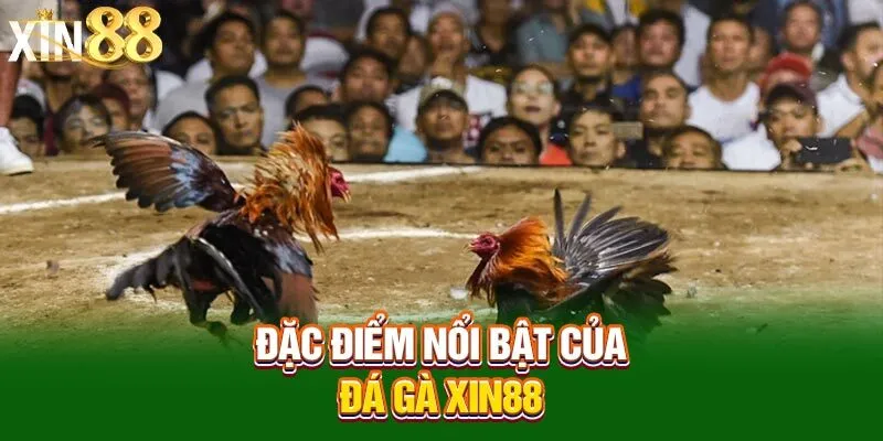 Vảy đá gà quý Xin88 - Bí quyết nhận biết lựa chọn chuẩn xác 5 dac-diem-noi-bat-cua-da-ga-xin88