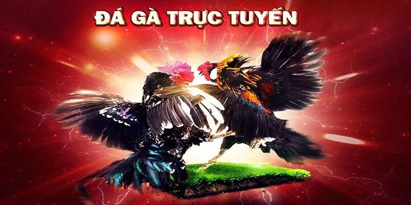 Nghiên cứu kỹ thông tin về gà đá trước khi đặt cược Nghiên cứu kỹ thông tin về gà đá trước khi đặt cược