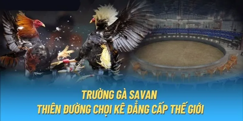 Trường gà Savan Xin88 - Điểm đến lý tưởng chơi đá gà online 3 Đây là kèo phổ biến nhất tại trường gà Savan Xin88