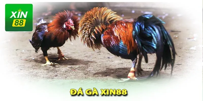 Tìm hiểu về đá gà cựa dao Xin88 - Tựa game đỉnh cao số 1 2 da-ga-cua-dao